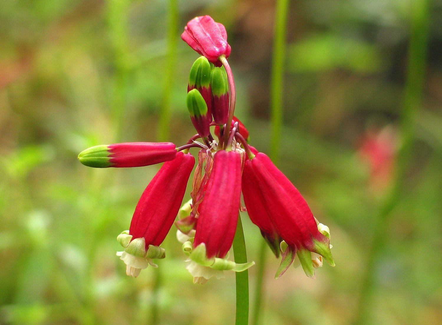 Amazon.com : 10 Firecracker Flower BULBS, Dichelostemma Ida-Maia